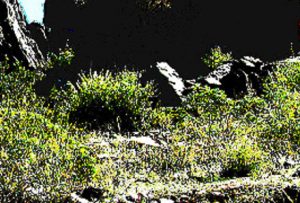 desert rocks and grasses