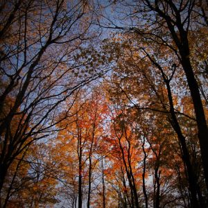 Trees at Sunset